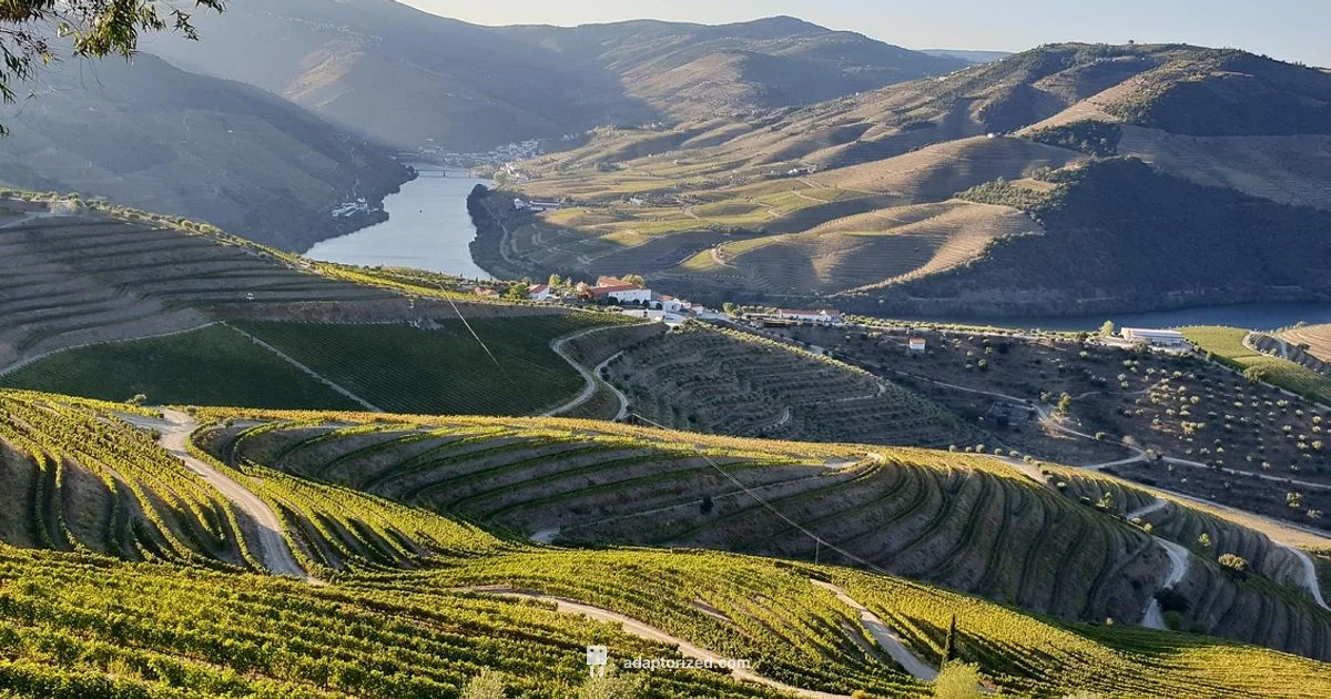 Port Wine Basics - Adaptorized