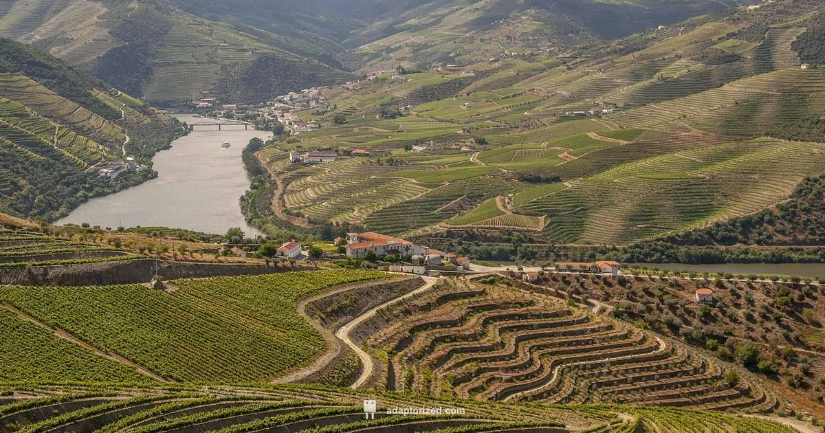 Port Wine Producers - Adaptorized